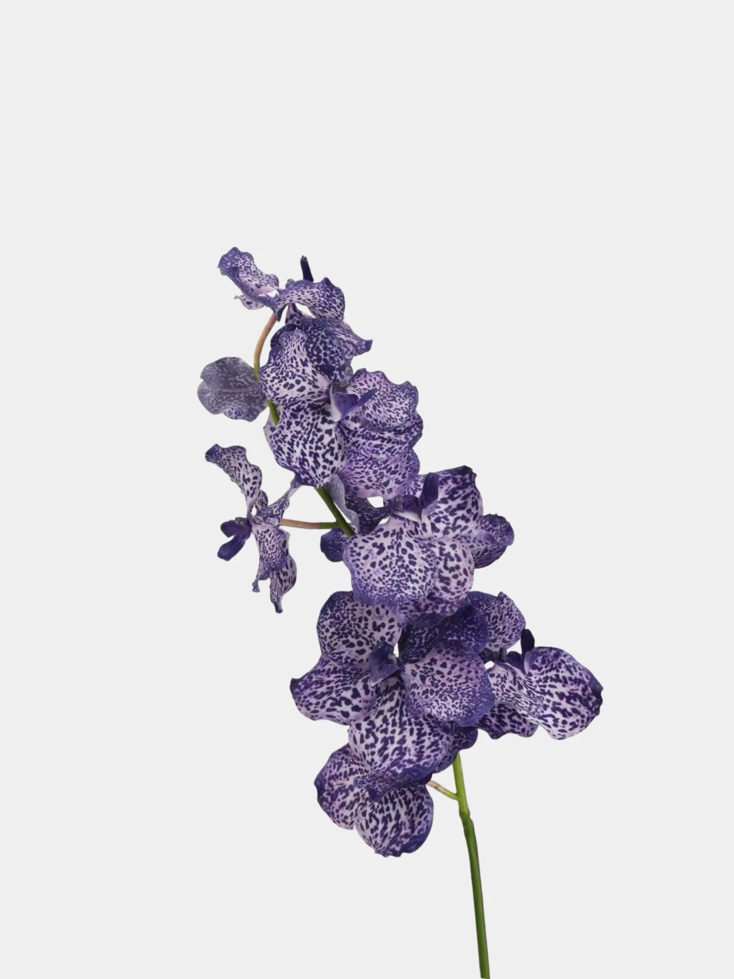 Real Touch Vanda Orchid Stem – 34"