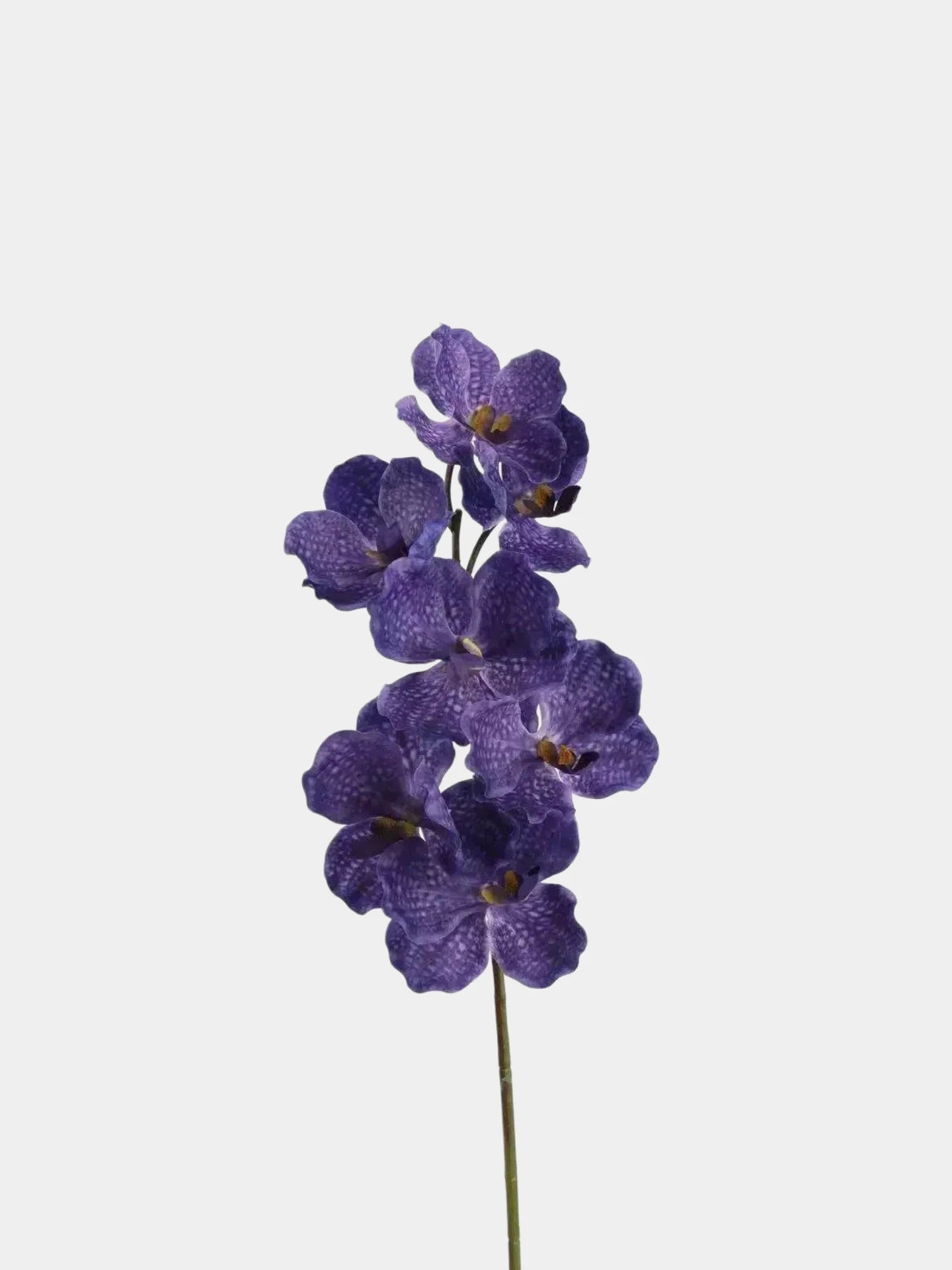 Echte Vanda-Orchidee – Dunkelviolett 81 cm