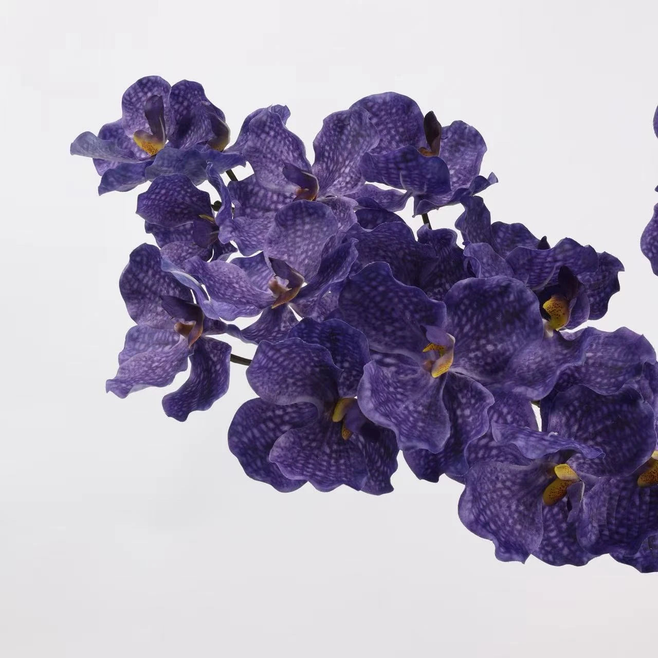 Echte Vanda-Orchidee – Dunkelviolett 81 cm