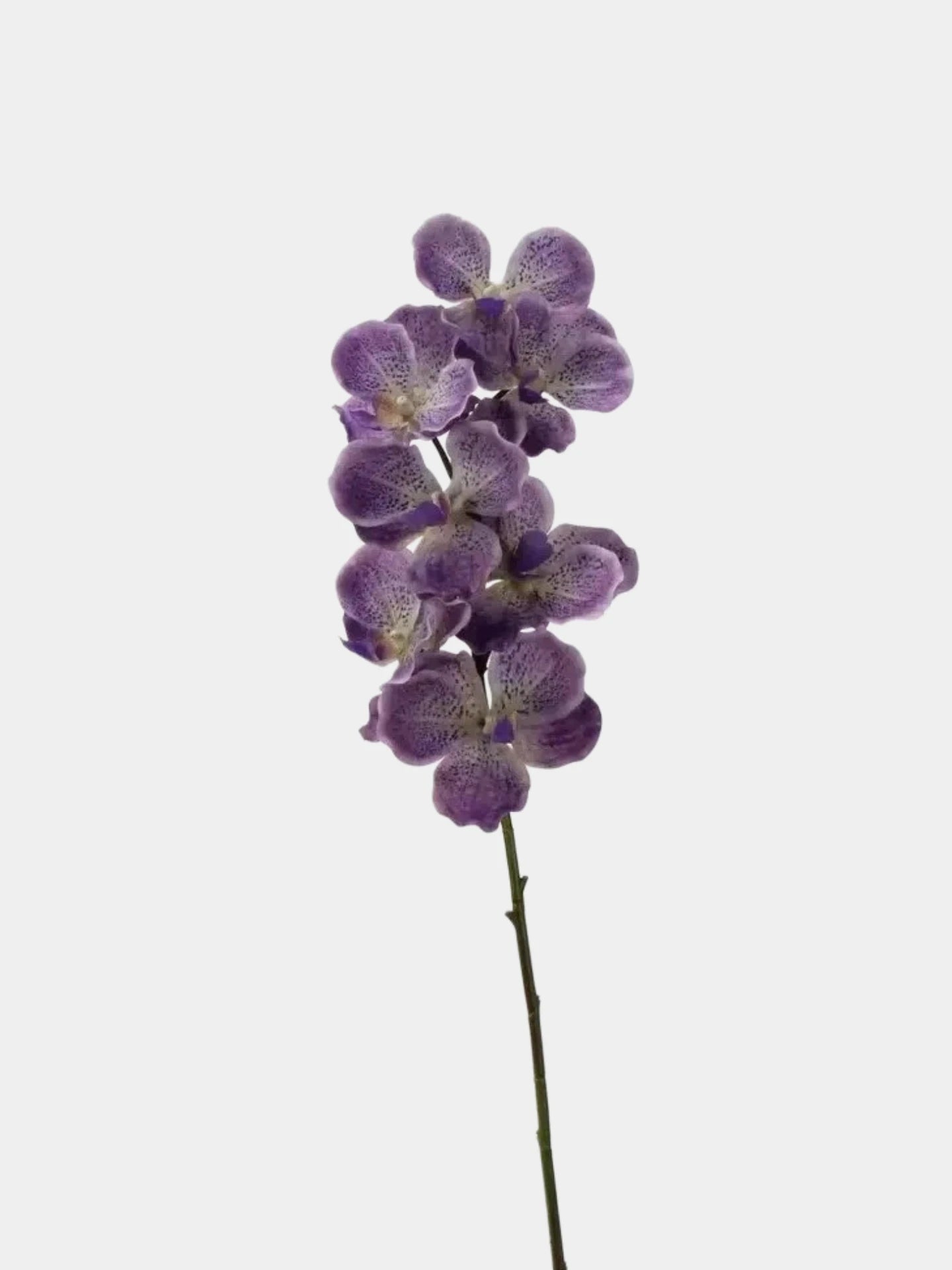 Echte Vanda-Orchidee – Dunkelviolett 81 cm