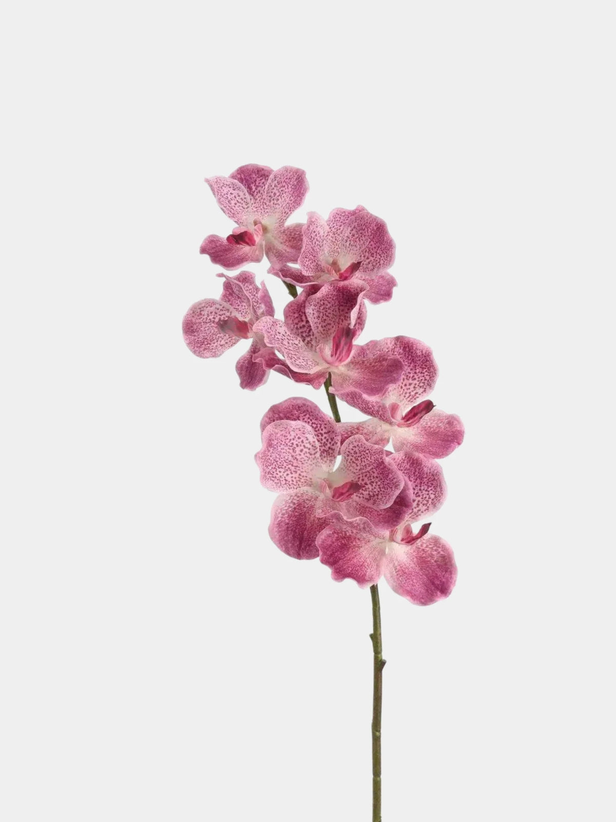 Real Touch Vanda Orchidee –Rosa 81 cm