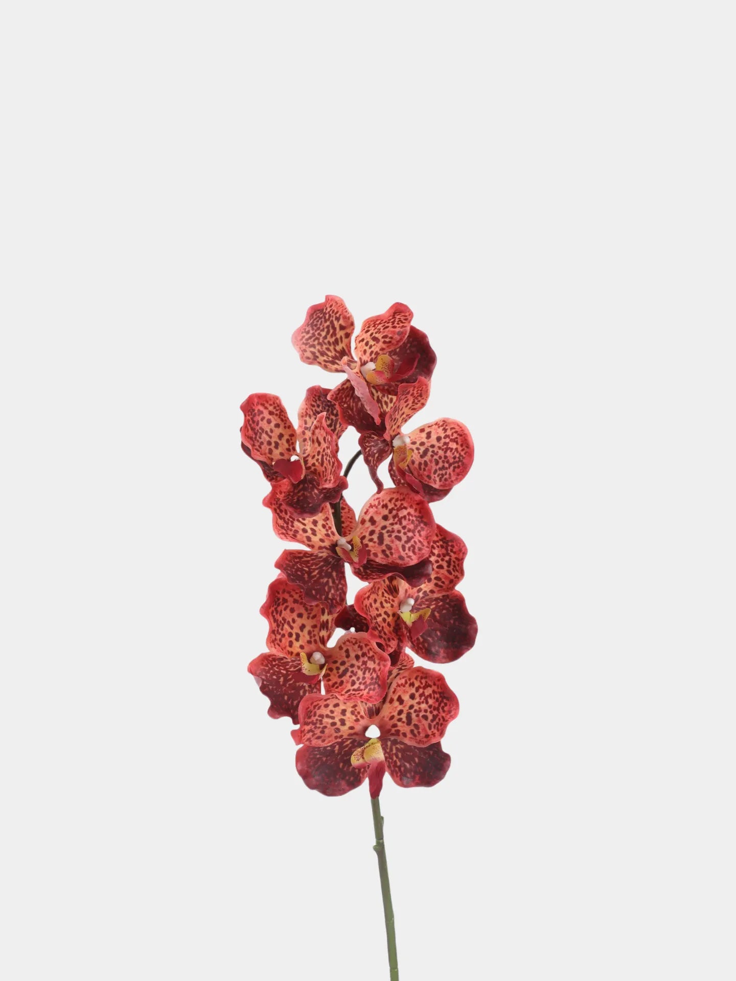 Real Touch Vanda Orchid –Coral 32"