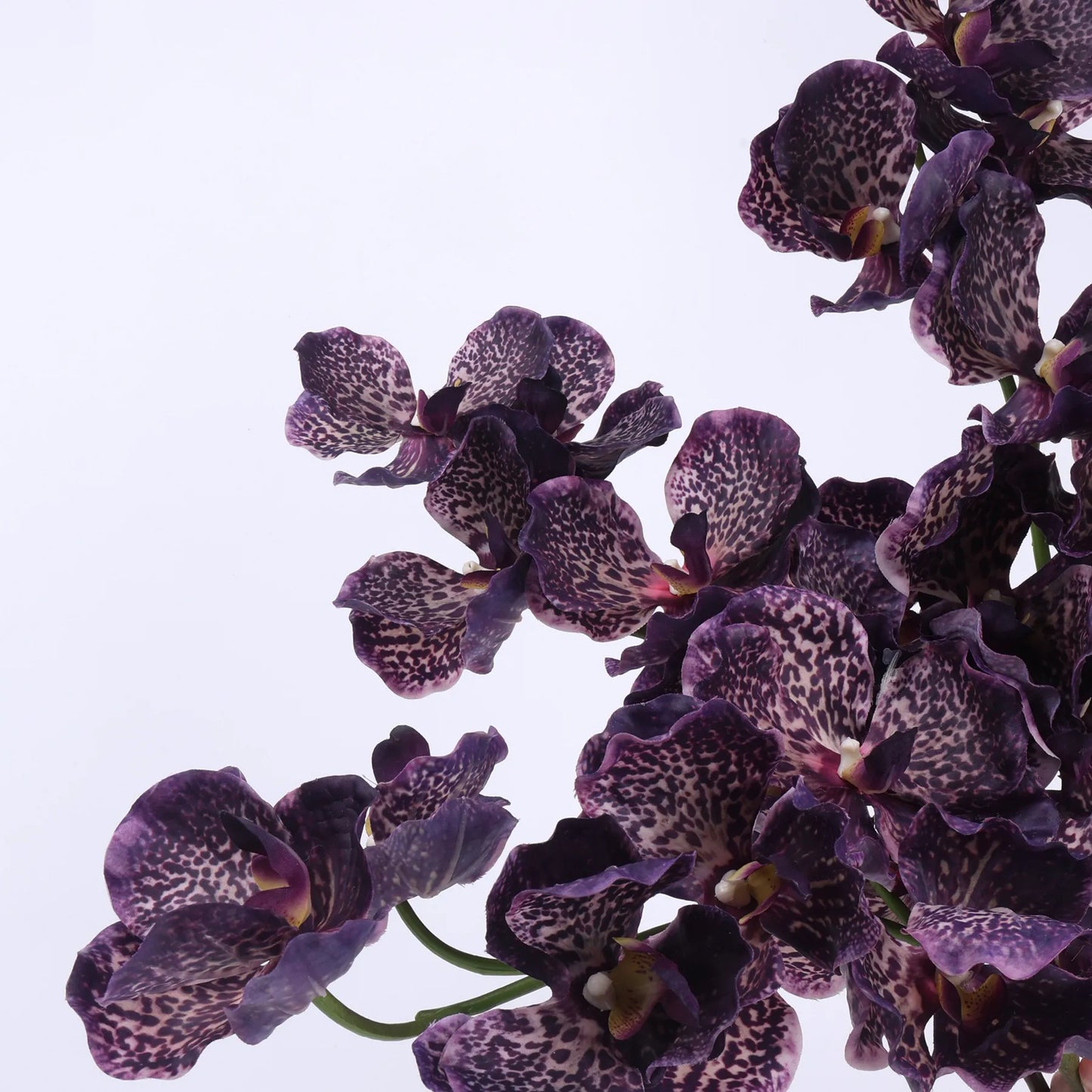 Echte Vanda-Orchidee – Dunkelviolett 81 cm