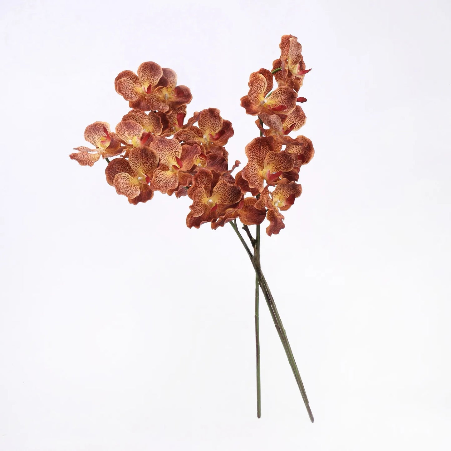 リアルタッチ バンダオーキッド – オレンジ 32"