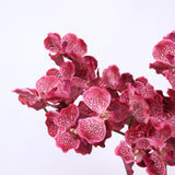 Vanda-Orchidee „Real Touch“ – Rosenrot 81 cm