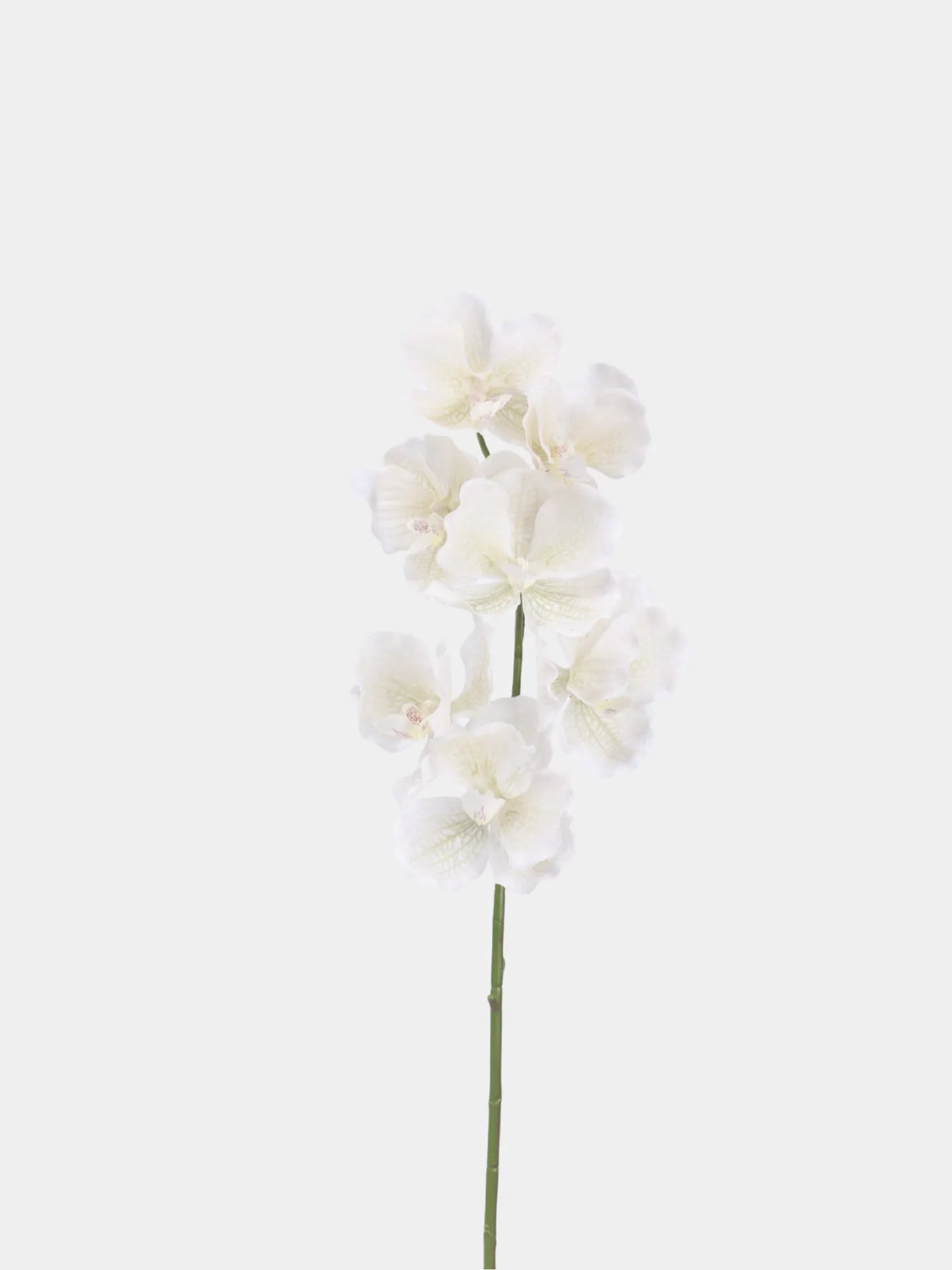 Real Touch Vanda Orchid –White 32"