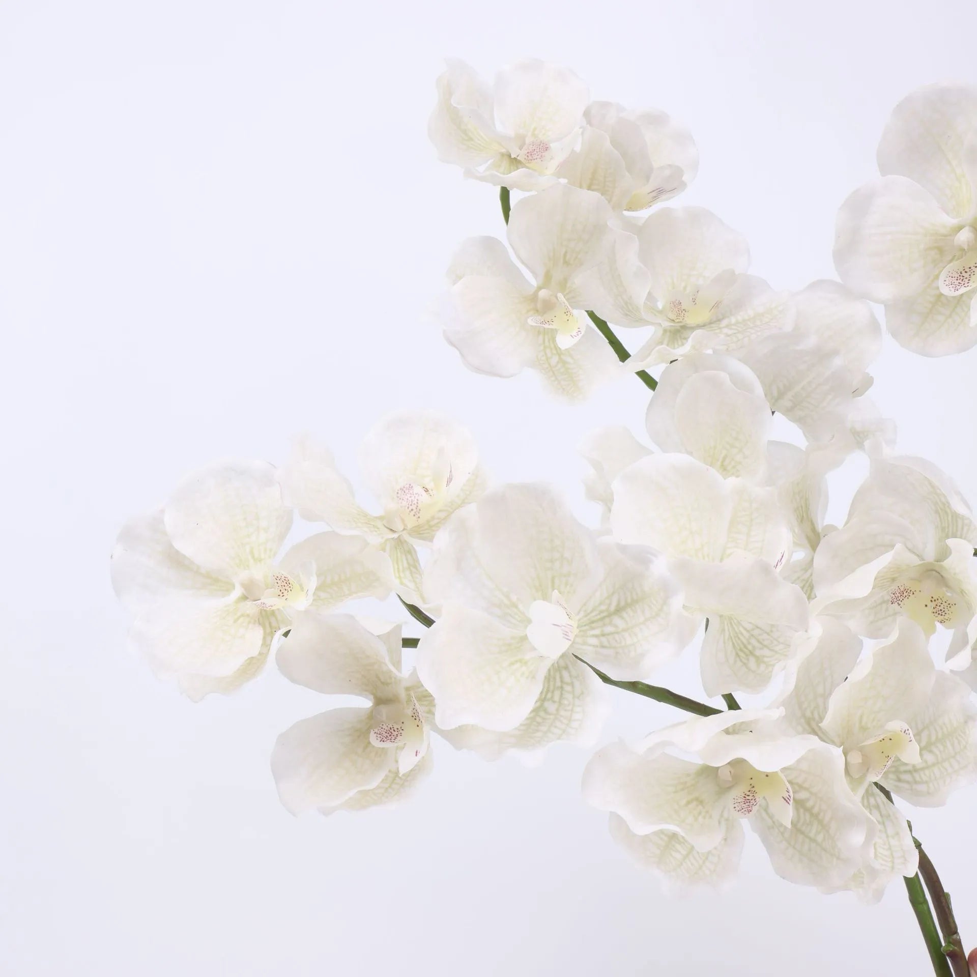 Real Touch Vanda Orchid –White 32"