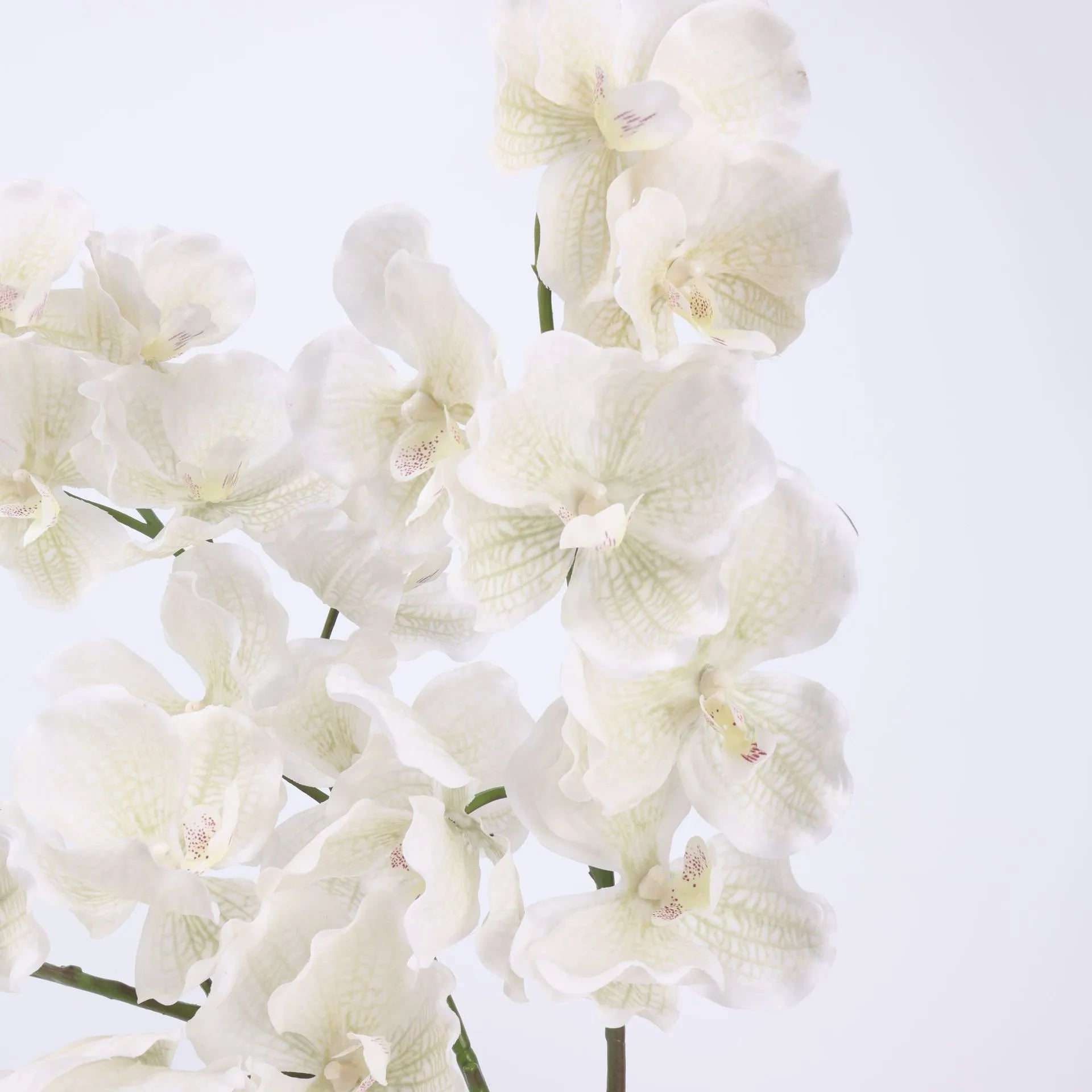 Real Touch Vanda Orchid –White 32"