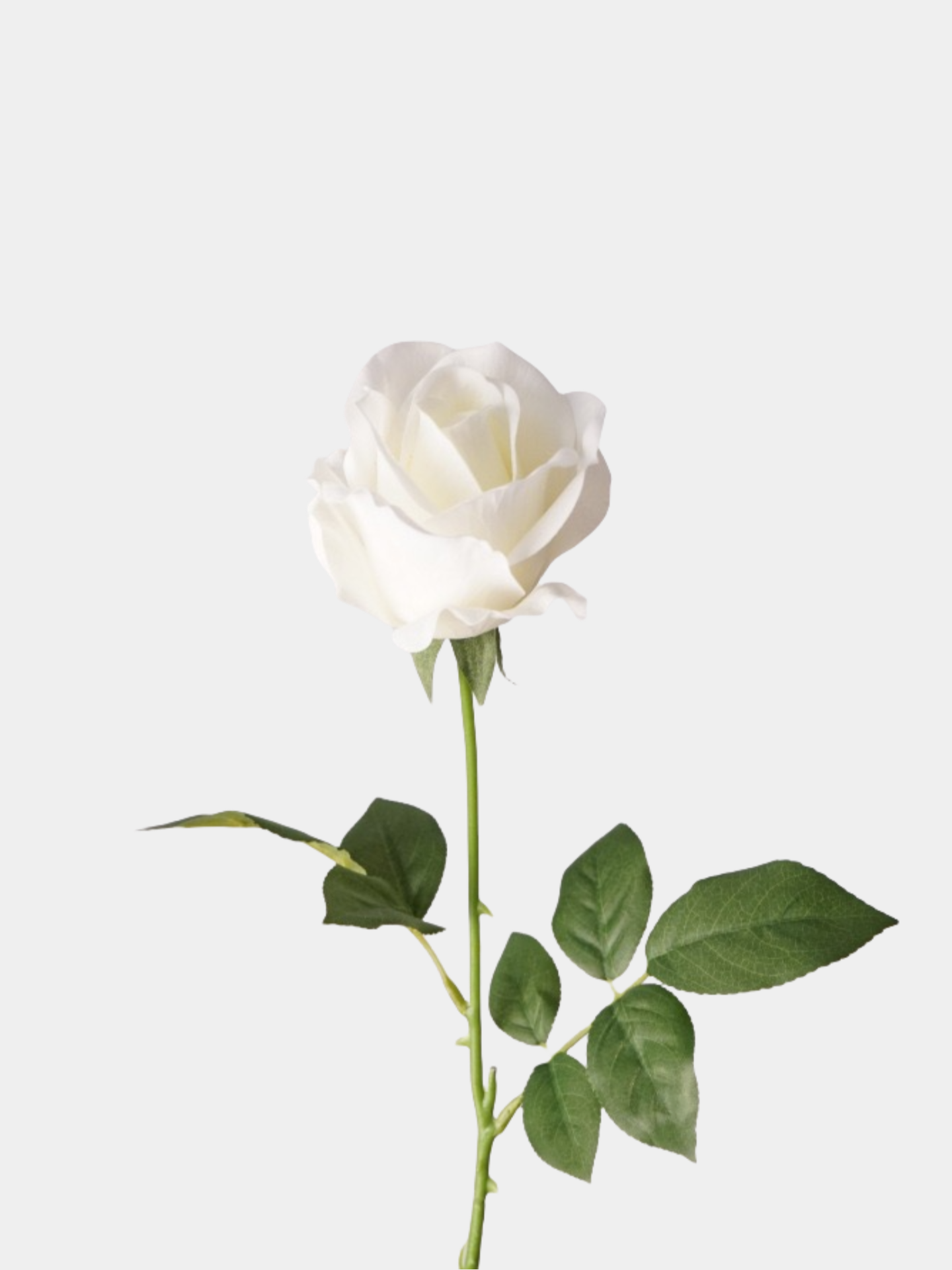 リアルタッチ ムーンストーン ローズ – ホワイト, 25.6"