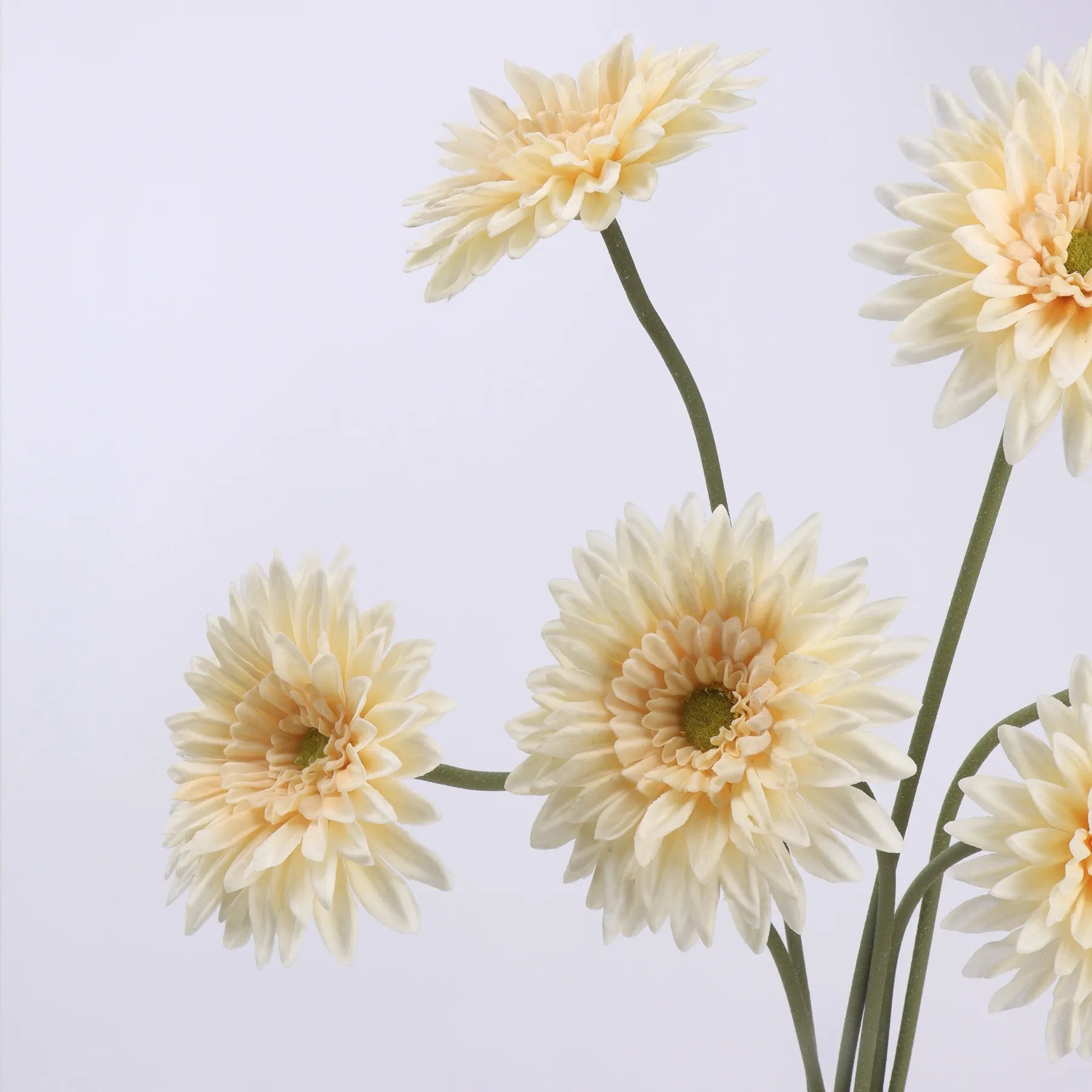 Real Touch Gerbera Daisy Flower –  Champagne 22"