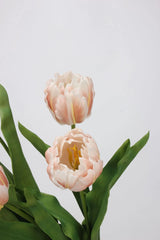 Echte Tulpenpapageienblume – Pfirsichrosa 60 cm