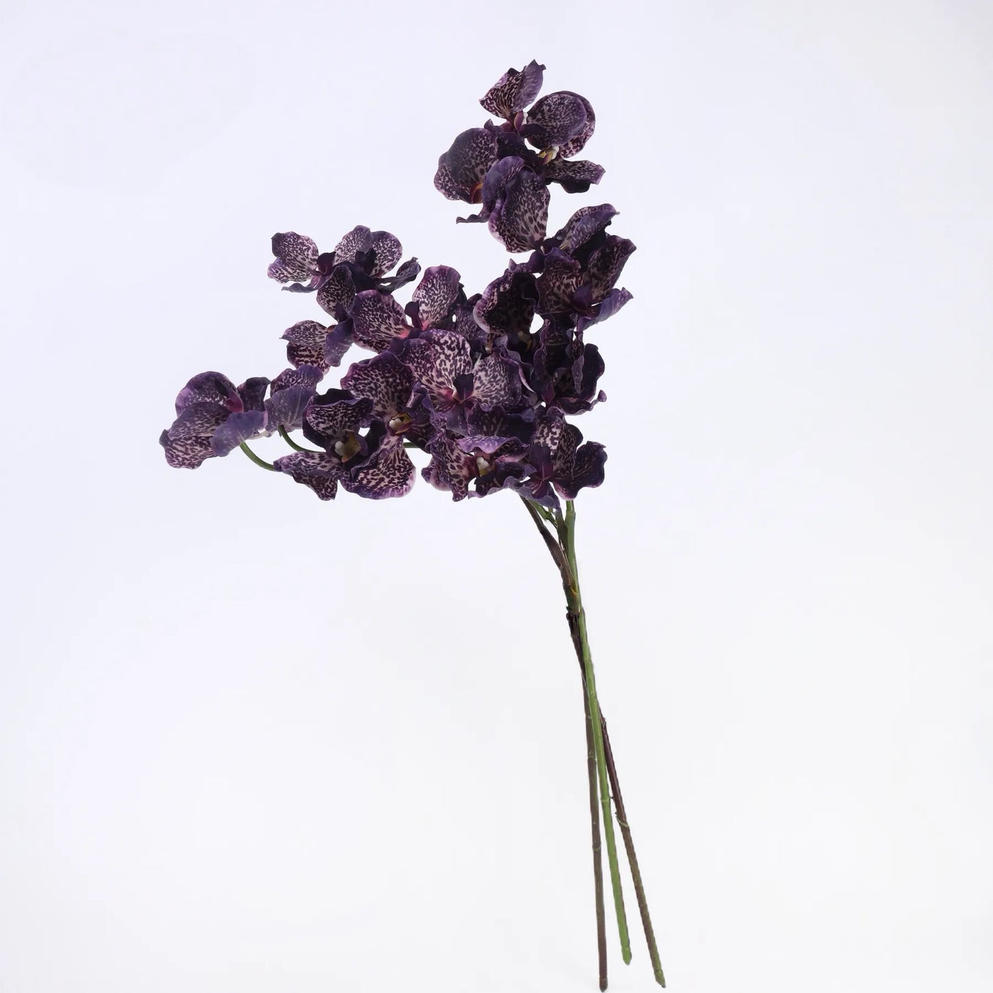 Echte Vanda-Orchidee – Dunkelviolett 81 cm