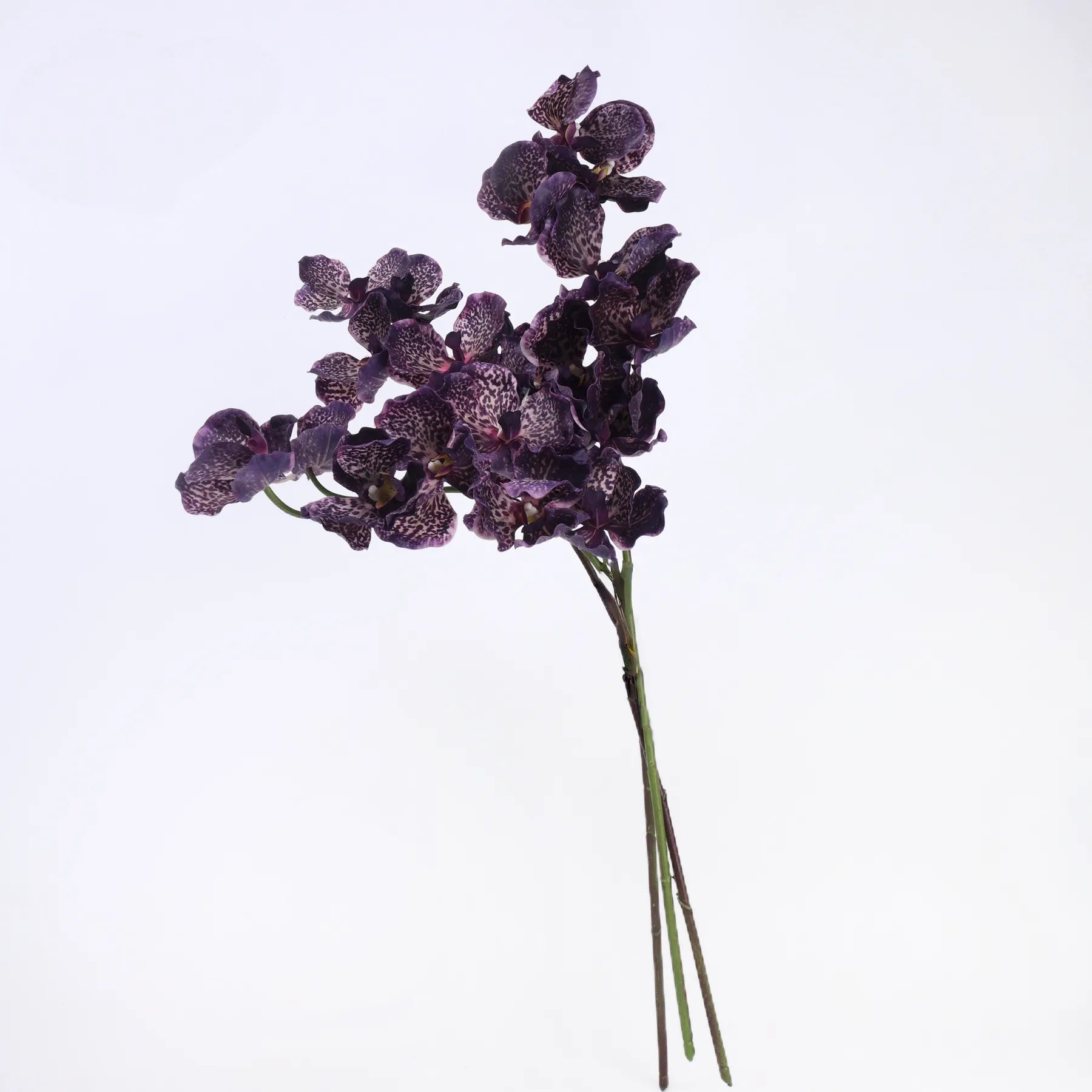 Echte Vanda-Orchidee – Dunkelviolett 81 cm