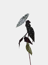 Künstliche Begonienblatt-Spray – 74 cm
