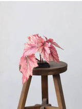 Künstliche Begonienblatt-Spray – 74 cm