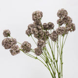 Falsche Skabiose-Samenkapselblume – Braun 63 cm
