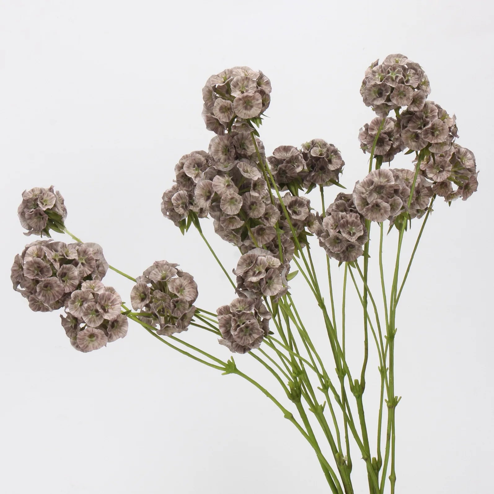 Faux Scabiosa Seed Pod Flower -Brown 24.8"