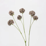 Falsche Skabiose-Samenkapselblume – Braun 63 cm