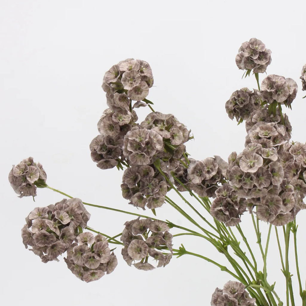 Faux Scabiosa Seed Pod Flower -Brown 24.8"