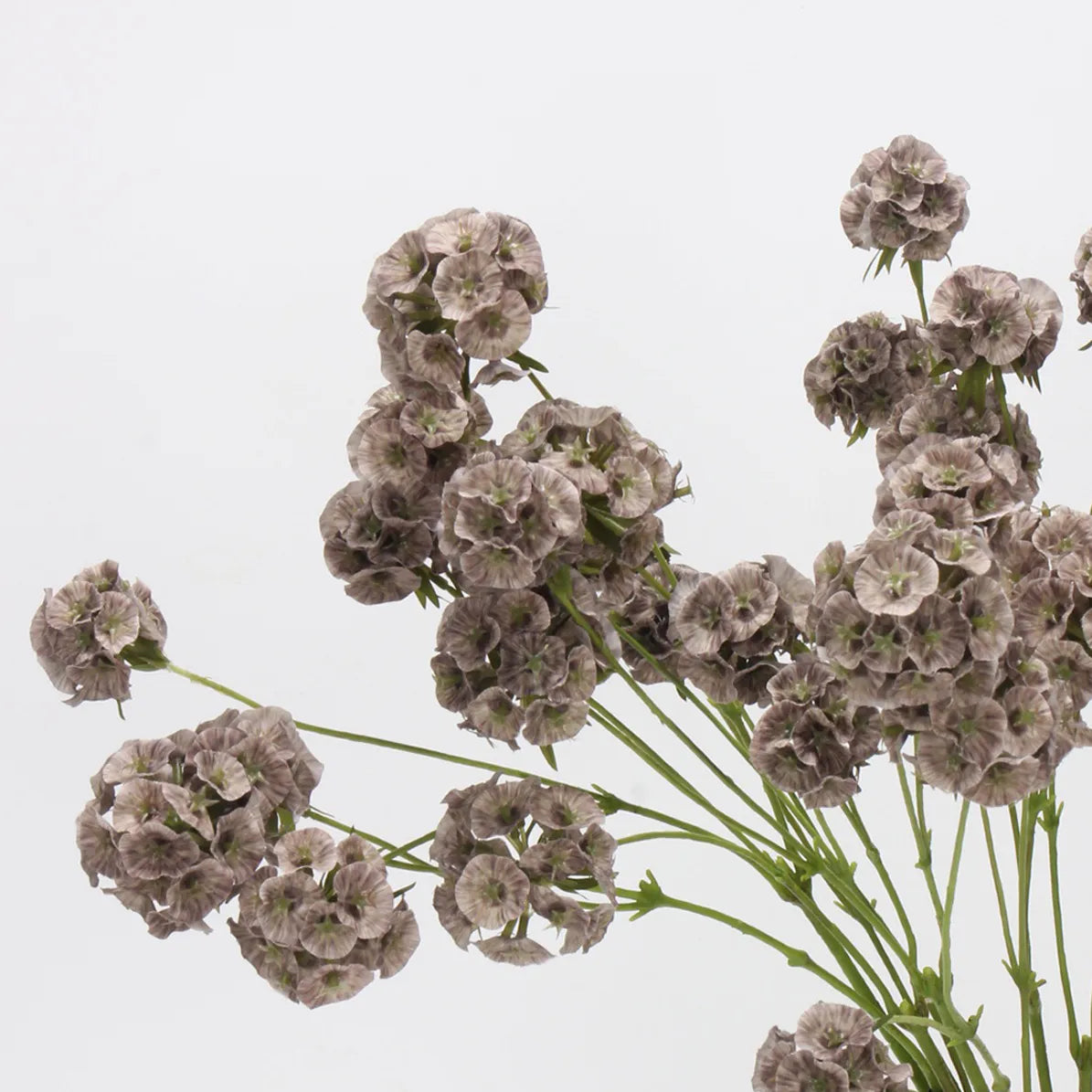 Faux Scabiosa Seed Pod Flower -Brown 24.8"