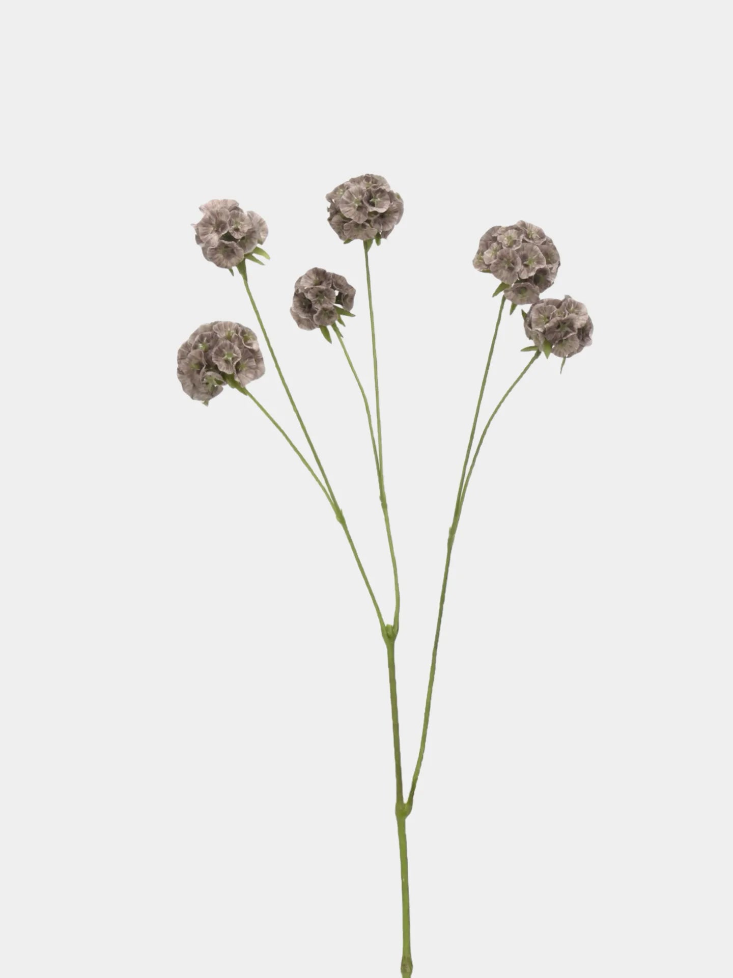 Faux Scabiosa Seed Pod Flower -Brown 24.8"