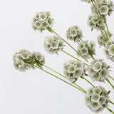 Falsche Skabiose Samenstand-Blume – Grün/Weiß 63 cm