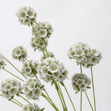 Falsche Skabiose Samenstand-Blume – Grün/Weiß 63 cm