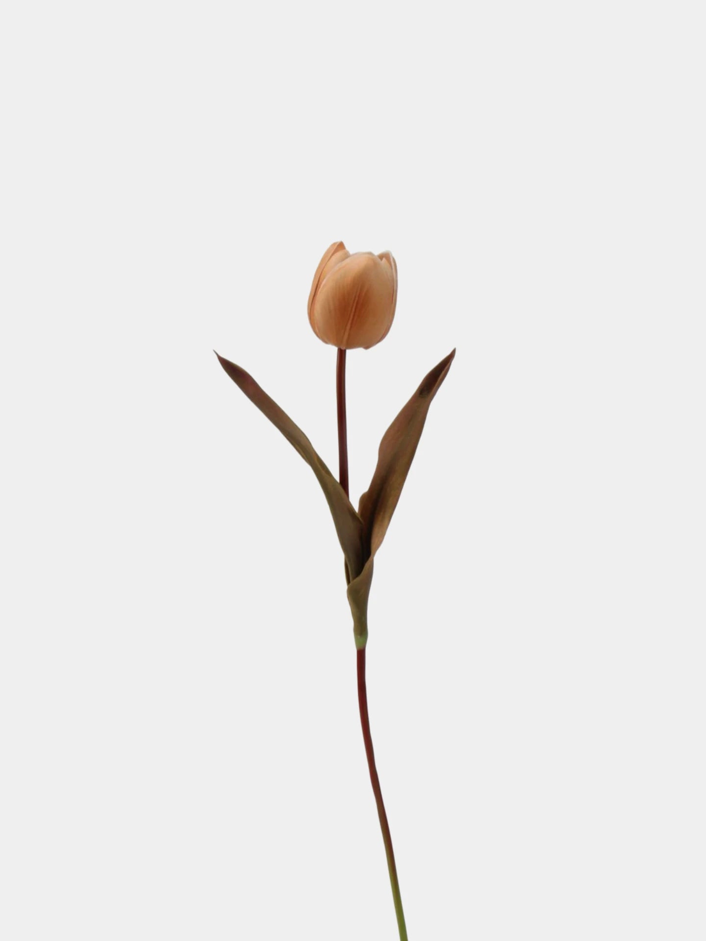 Die Morandi Edit Real-Touch Tulpe – 48 cm