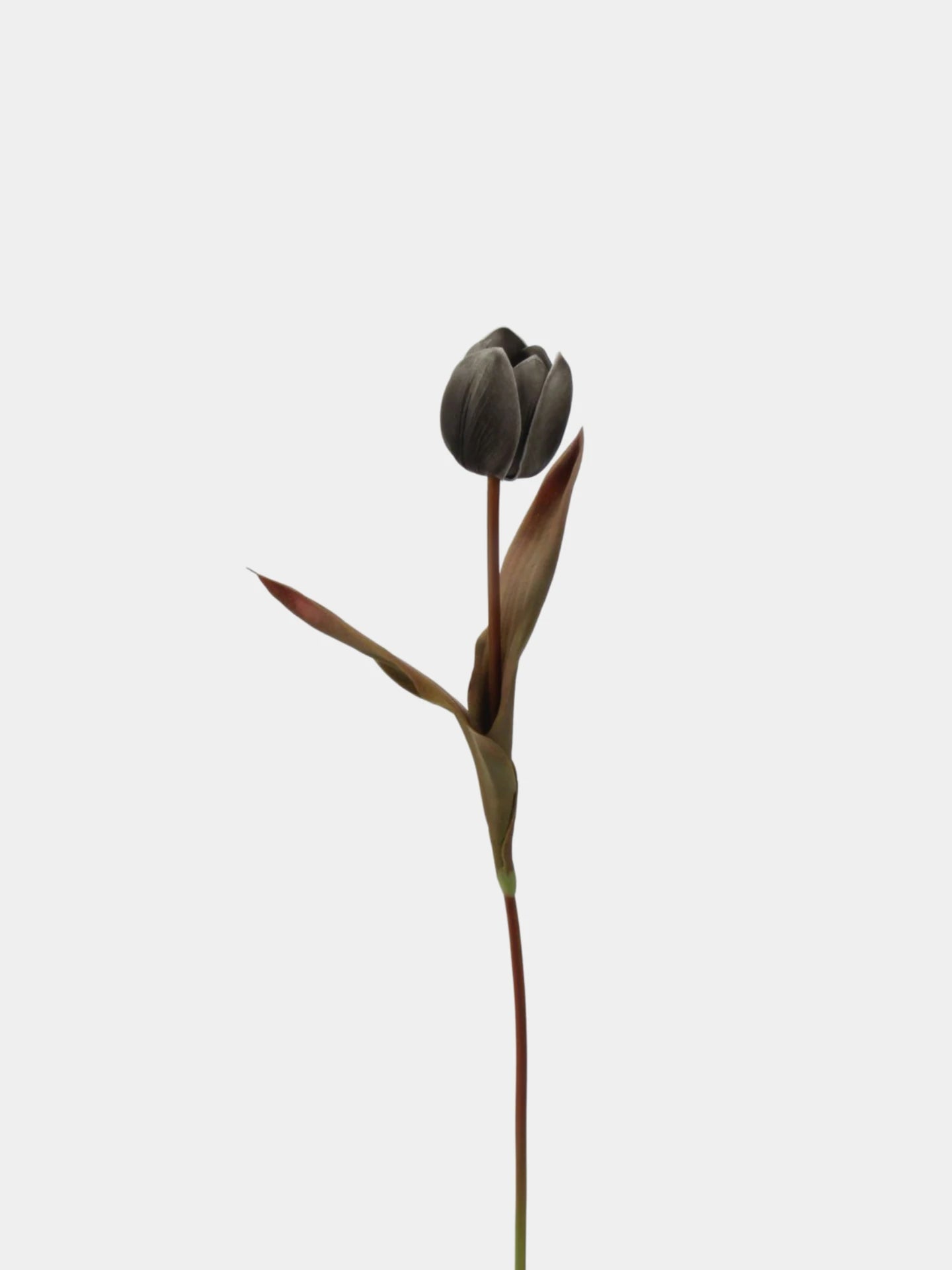 Die Morandi Edit Real-Touch Tulpe – 48 cm