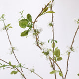 White snow willow blossoms and green leaves detail, original studio background