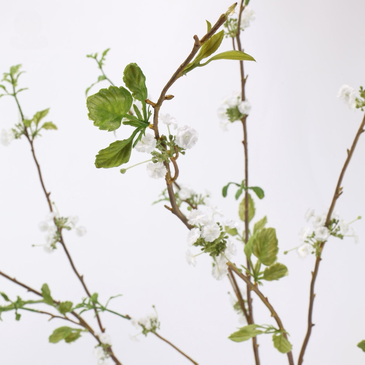 White snow willow blossoms and green leaves detail, original studio background
