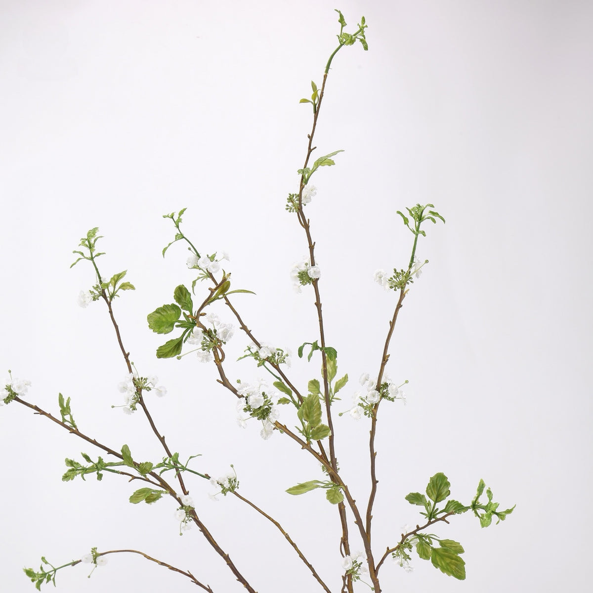 Snow willow flowering branch and foliage detail, original studio background