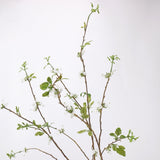 Snow willow flowering branch and foliage detail, original studio background