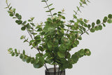Green artificial eucalyptus foliage bouquet