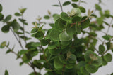 Realistic green artificial eucalyptus leaf detail