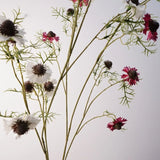 Pink and white scabiosa flowers in detail