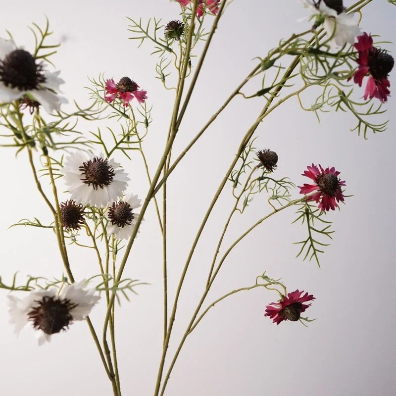 Pink and white scabiosa flowers in detail