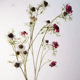 Pink and white long scabiosa stems together