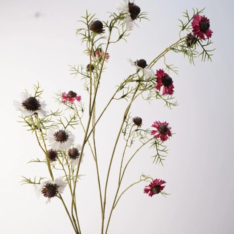 Pink and white long scabiosa stems together