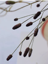 Deep purple Sanguisorba seed head detail