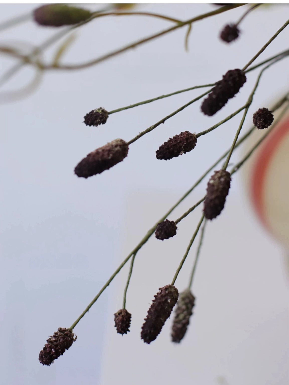 Deep purple Sanguisorba seed head detail