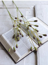Spotted purple Sanguisorba seed heads over an open book