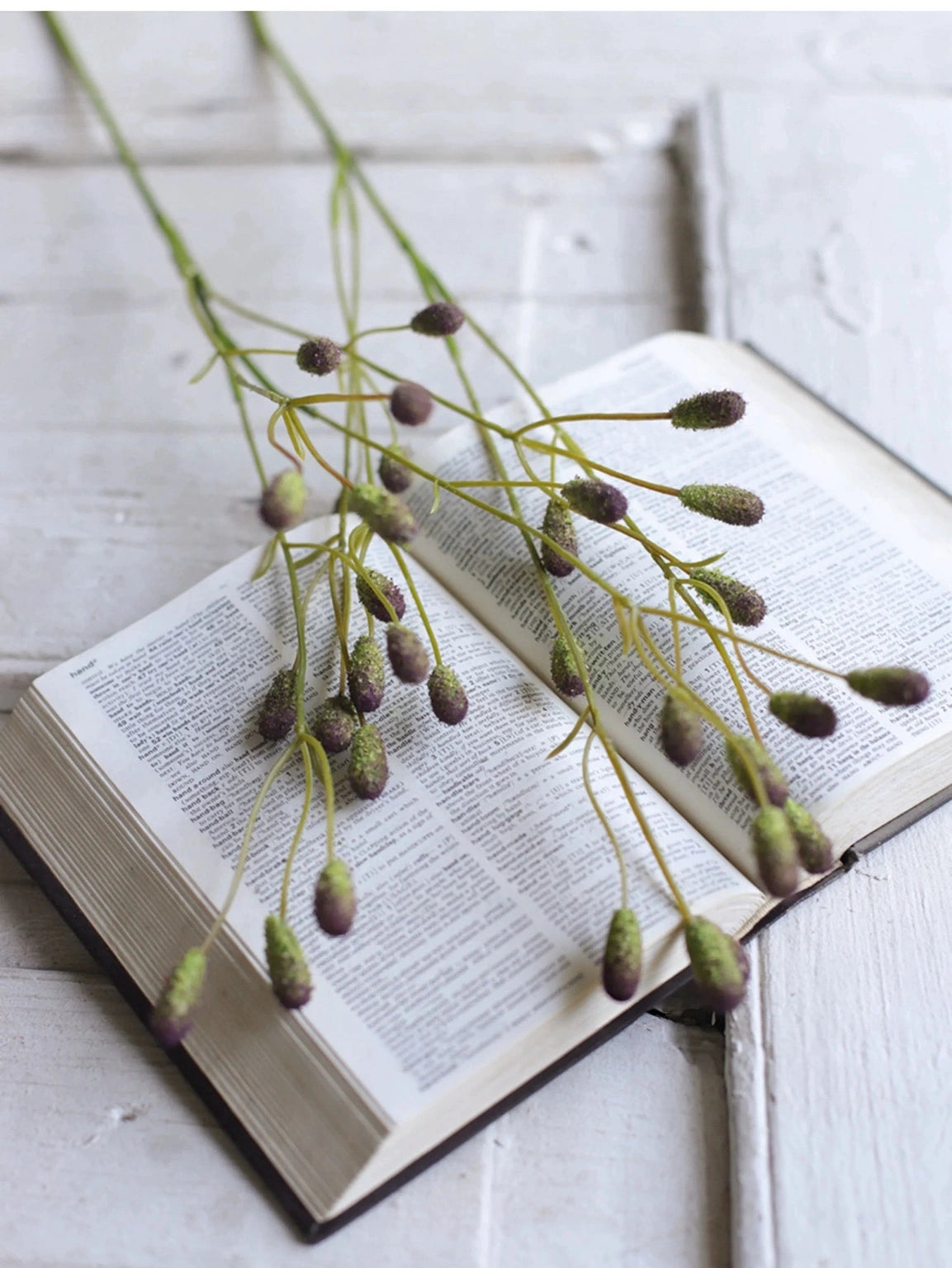 Spotted purple Sanguisorba seed heads over an open book