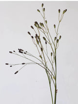 Three colours of artificial Sanguisorba stems