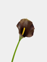 calla lily brown main