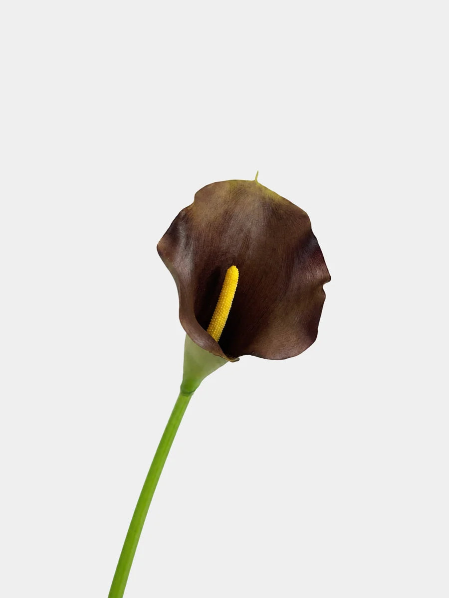 calla lily brown main
