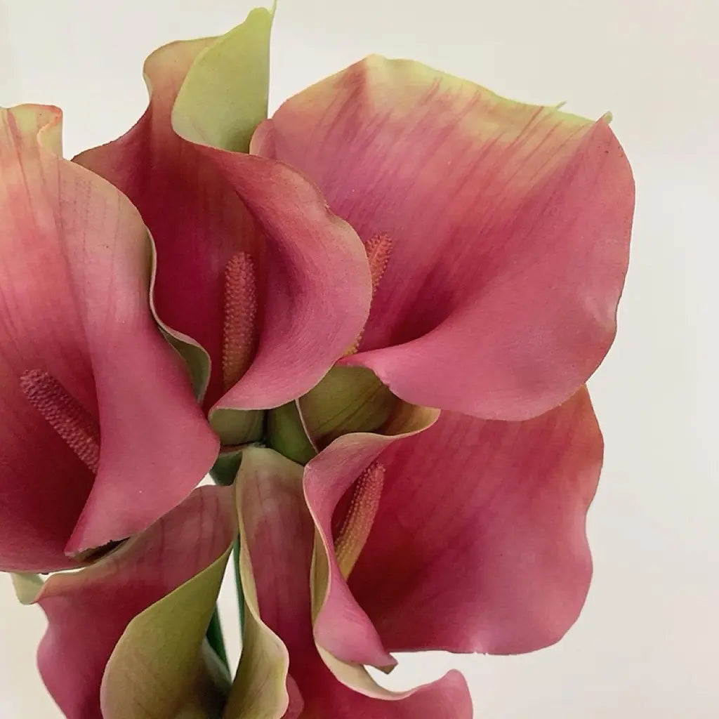calla lily pink purple detail