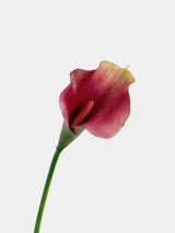 calla lily pink purple main