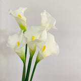 calla lily white natural