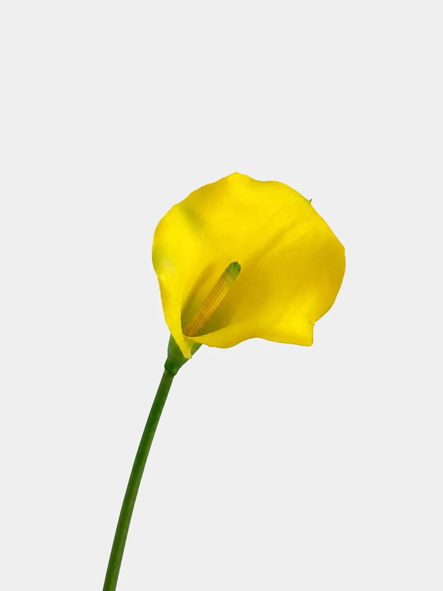 calla lily yellow main